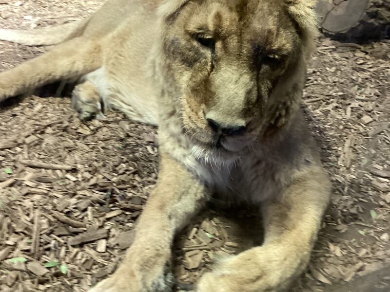 Chester Zoo Trip